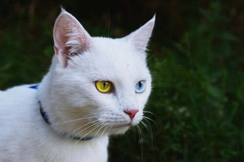 白猫浅焦点摄影 · 免费素材图片