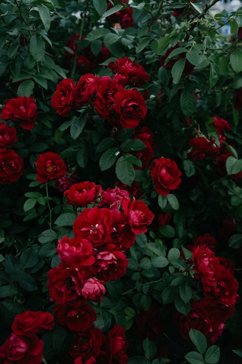 红色花朵 · 免费素材图片