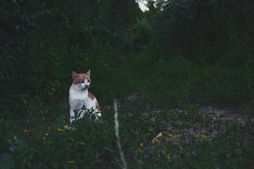草地上的猫 · 免费素材图片