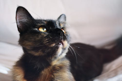 印花布猫的选择性聚焦摄影 · 免费素材图片