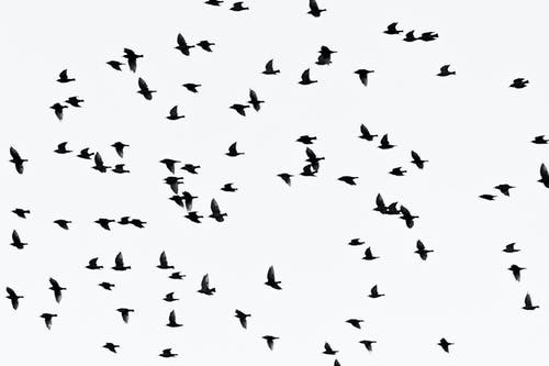 群飞鸟的低角度摄影 · 免费素材图片