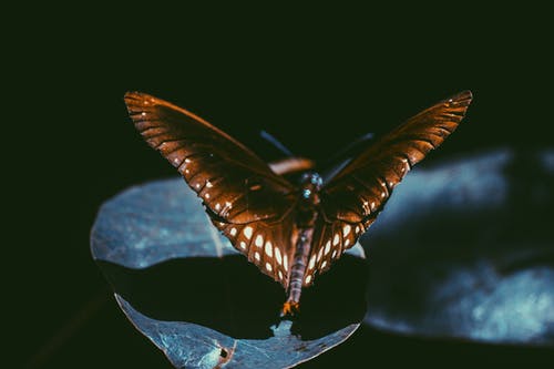 Spicebush燕尾蝴蝶的宏观摄影 · 免费素材图片