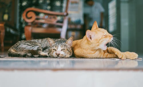 两只棕色和棕色的猫躺在棕色地毯上 · 免费素材图片