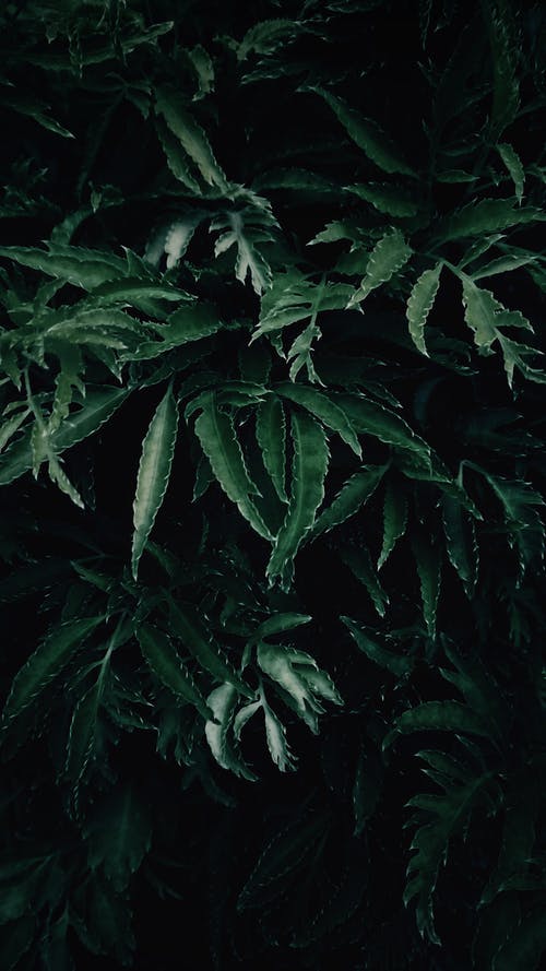 绿叶植物的弱光摄影 · 免费素材图片