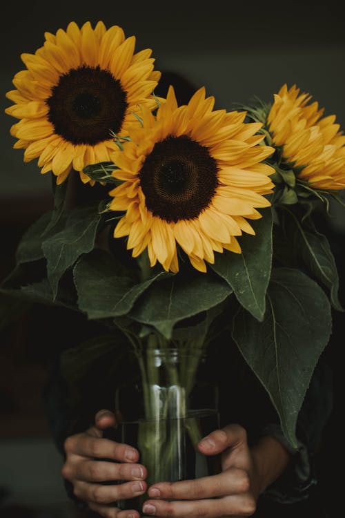 花瓶里拿着三个普通向日葵的人 · 免费素材图片