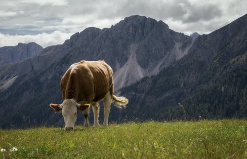 白和棕牛附近的山脉 · 免费素材图片