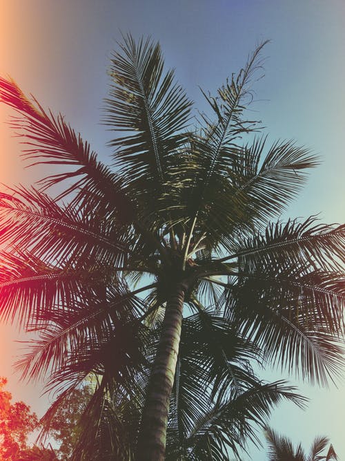 低角度的椰子树的照片 · 免费素材图片