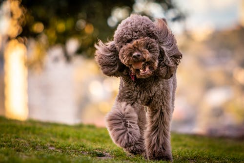 在草地上的成人灰色玩具贵宾犬 · 免费素材图片