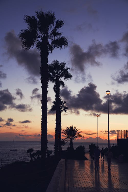 棕榈树在海边的剪影摄影 · 免费素材图片