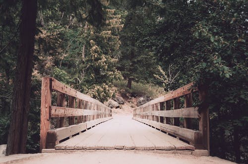 棕色木桥与树木景观摄影 · 免费素材图片