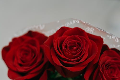 红玫瑰花束 · 免费素材图片