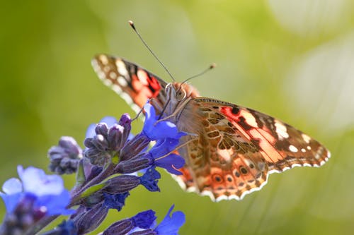 Vanessa Atalanta蝴蝶栖息在紫色的小花的特写照片 · 免费素材图片