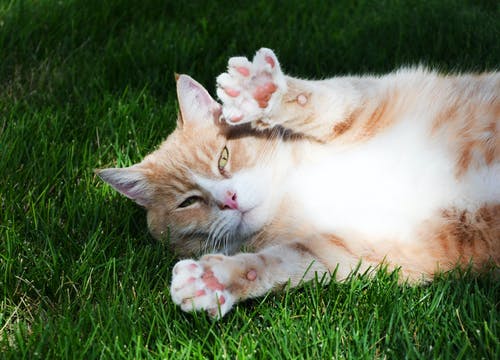 躺在草地上的橙色虎斑猫 · 免费素材图片