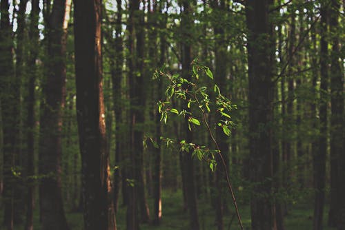 绿树树苗 · 免费素材图片