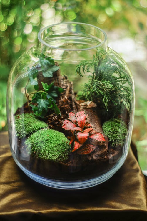 透明的玻璃玻璃容器罐，长满苔藓的植物 · 免费素材图片