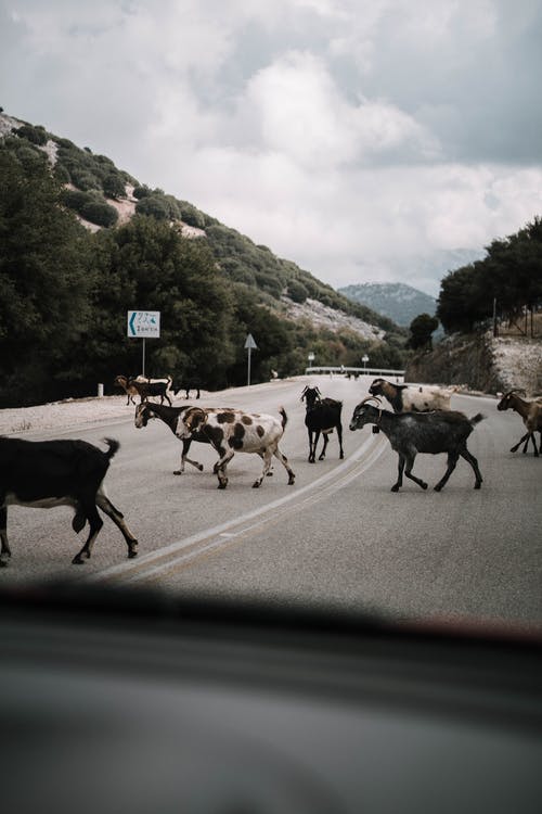 山羊牧群过街 · 免费素材图片