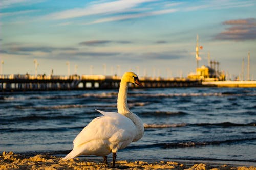 白鸭在大海面前的选择性聚焦照片 · 免费素材图片