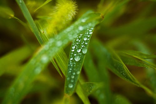 绿色植物浅焦点摄影 · 免费素材图片