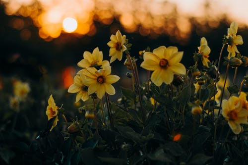 黄水仙花 · 免费素材图片