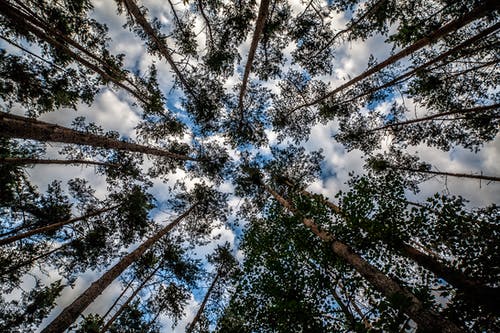 高大的树木的低天使照片 · 免费素材图片
