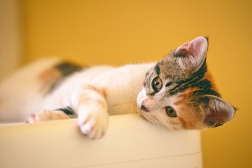 躺在白色的木制表面上的印花布小猫 · 免费素材图片