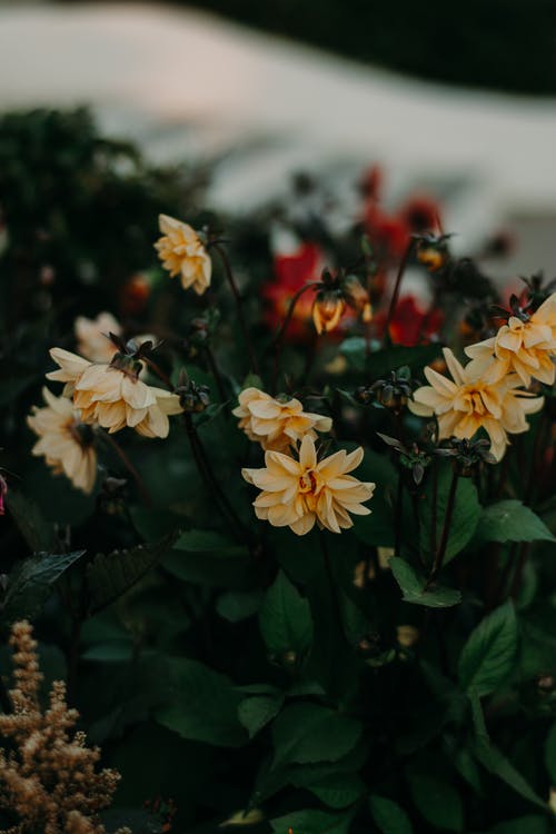 花的浅焦点摄影 · 免费素材图片