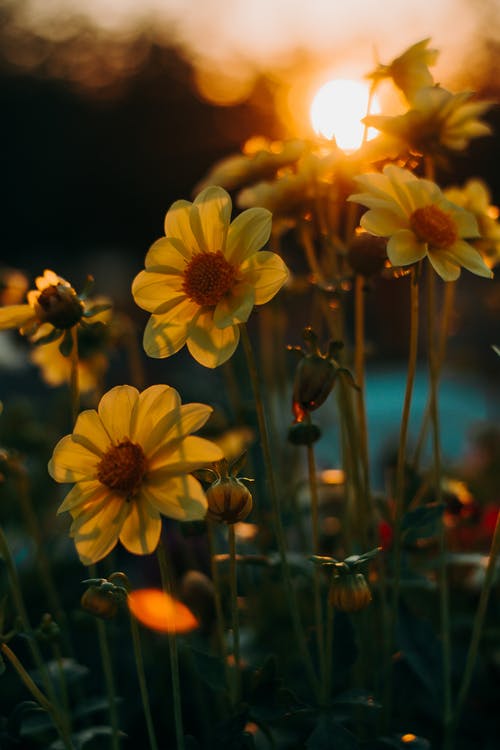 黄色的花的选择性焦点 · 免费素材图片