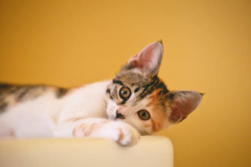 印花布猫聚焦照片 · 免费素材图片