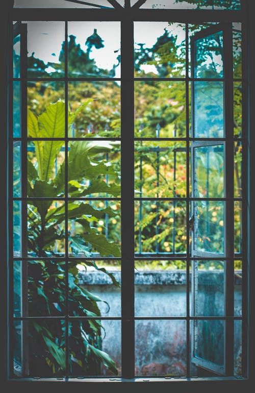在植物附近打开黑色金属框架透明玻璃窗 · 免费素材图片