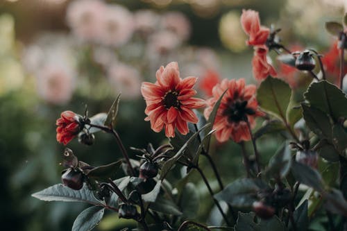 红色花瓣花 · 免费素材图片