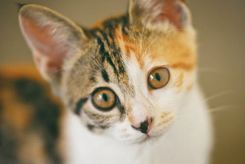 短毛白色和棕色猫的特写照片 · 免费素材图片