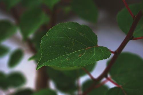 绿叶浅焦点摄影 · 免费素材图片