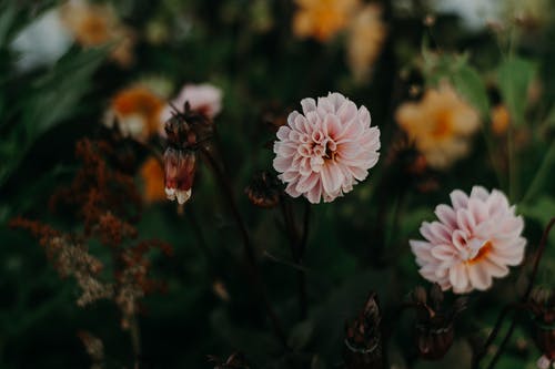 浅焦点摄影的粉红色花朵 · 免费素材图片