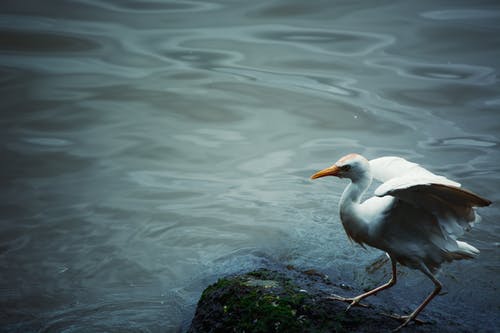 水体附近的黑石头上的白鸟 · 免费素材图片