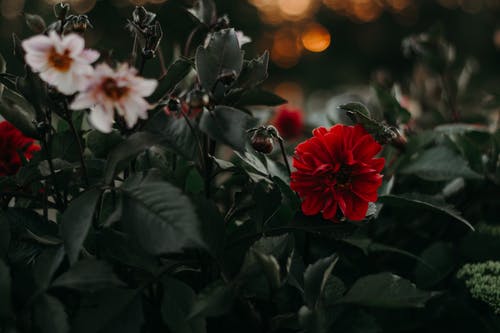 两朵白色和红色的花瓣花 · 免费素材图片