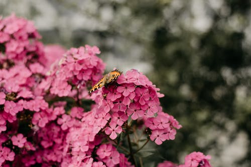 蝴蝶栖息在花上的选择性聚焦摄影 · 免费素材图片