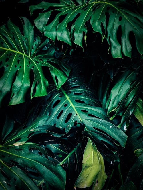 绿叶植物的特写照片 · 免费素材图片