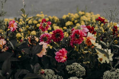 粉色，白色和黄色的花瓣花 · 免费素材图片