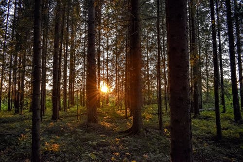 日落时分绿叶的树木 · 免费素材图片