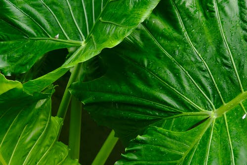 绿色植物浅焦点摄影 · 免费素材图片