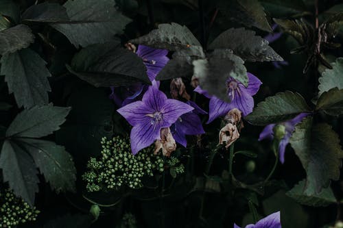 紫色的花瓣花的特写摄影 · 免费素材图片