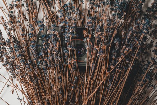 棕色树枝下的黑色相机 · 免费素材图片