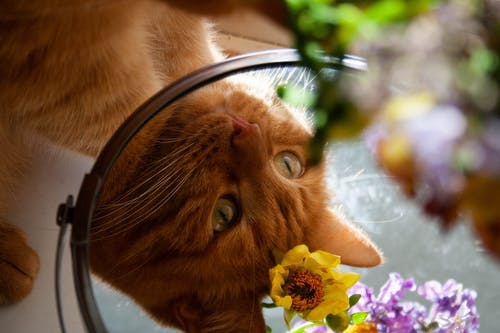 橙色虎斑猫的特写摄影 · 免费素材图片