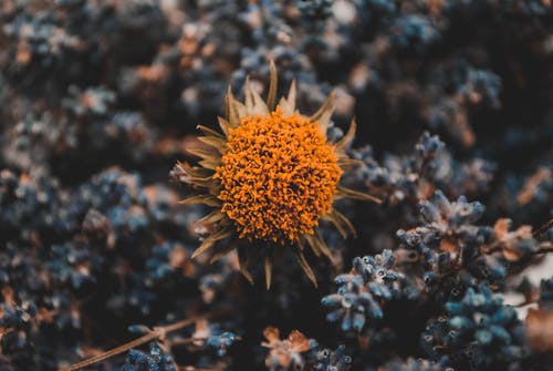 橙花 · 免费素材图片