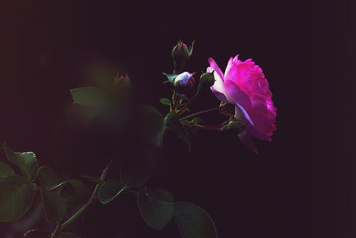 选择性聚焦摄影粉红色的花 · 免费素材图片