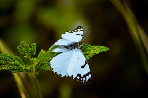 白色和黑色的蝴蝶栖息在绿色的叶子的植物上 · 免费素材图片