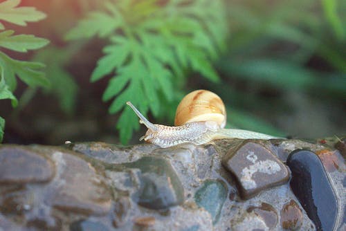 蜗牛照片 · 免费素材图片