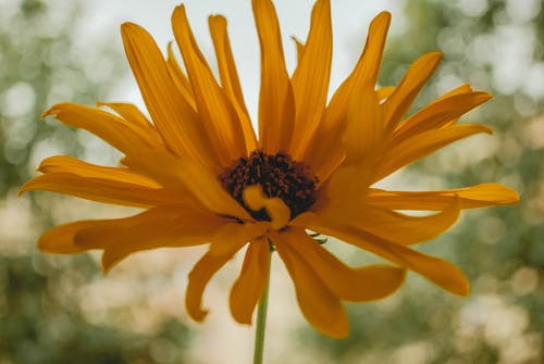 黄色花瓣花的特写摄影 · 免费素材图片