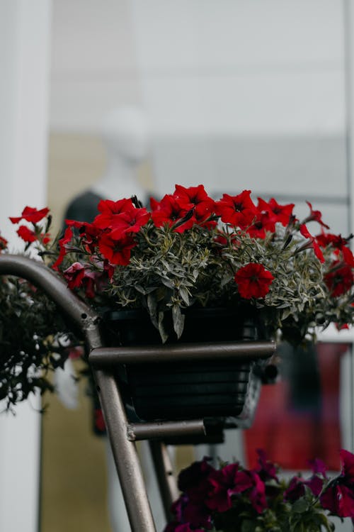 红色罂粟花的特写摄影 · 免费素材图片