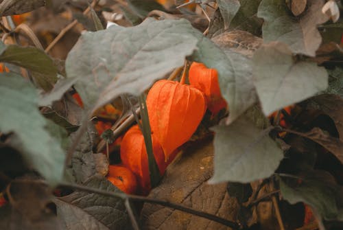 橙色的花瓣花的特写照片 · 免费素材图片
